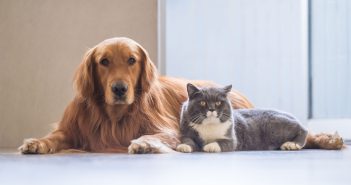 dog and cat resting together representing flea and tick prevention for pets