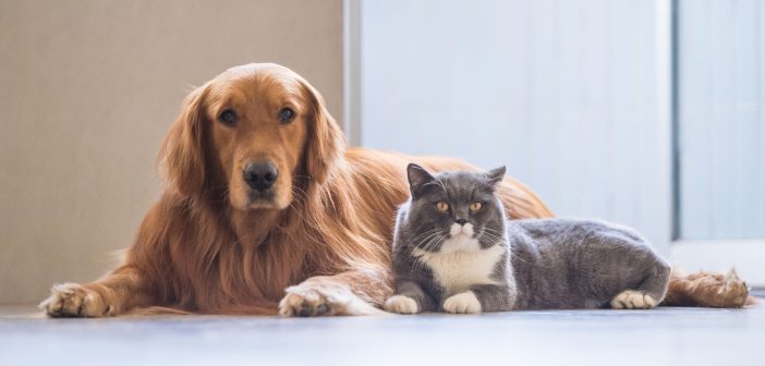dog and cat resting together representing flea and tick prevention for pets