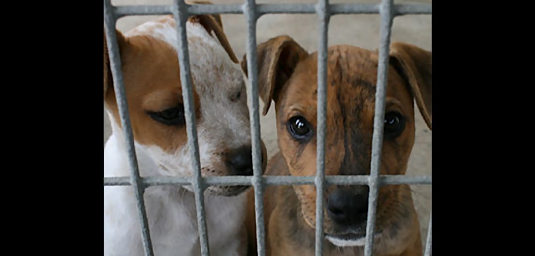 two pound puppies as first foster pets