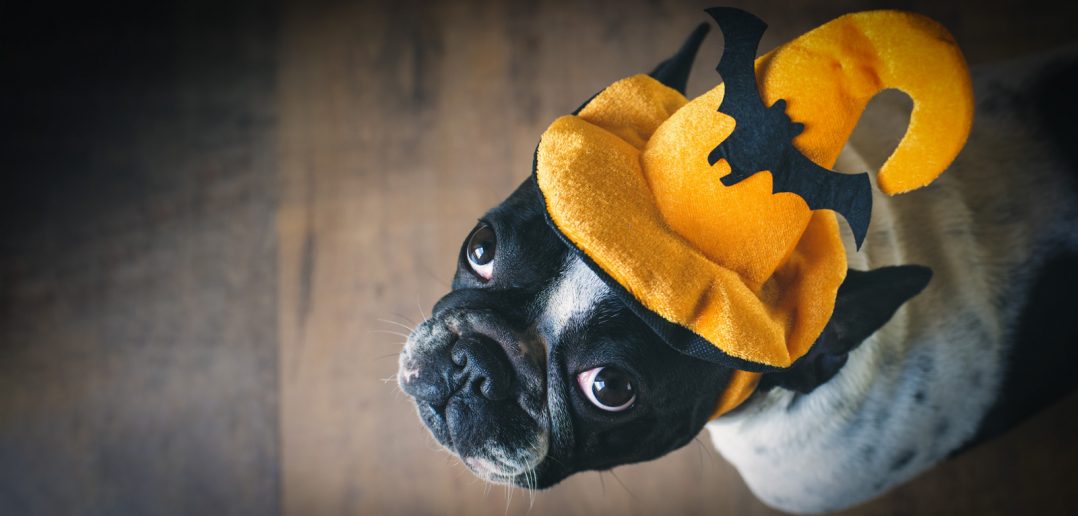 Portrait of French bulldog wearing an orange halloween hat with a black bat on the front