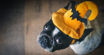 Portrait of French bulldog wearing an orange halloween hat with a black bat on the front