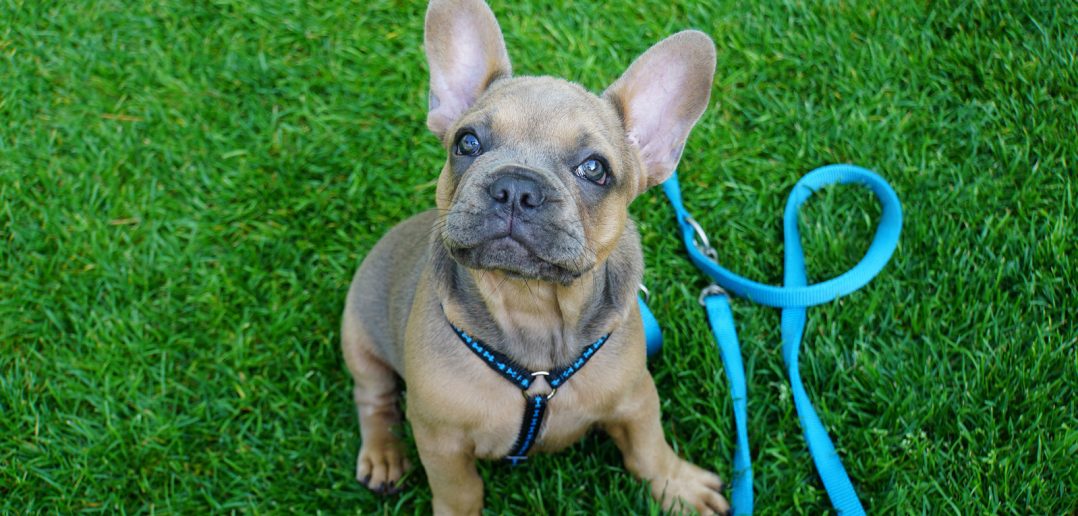 french bulldog with a harness and a leash