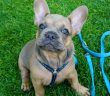 french bulldog with a harness and a leash