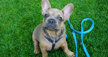french bulldog with a harness and a leash
