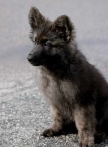 cute german shepherd puppy