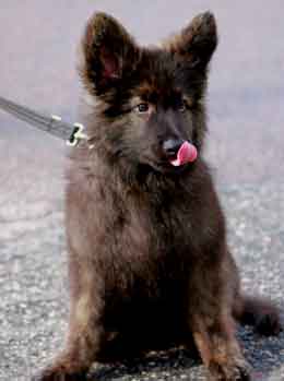 German Shepherd puppy on a leash