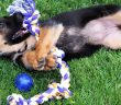 german shepherd puppy playing with a toy
