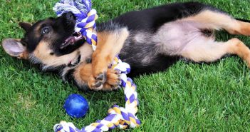 german shepherd puppy playing with a toy