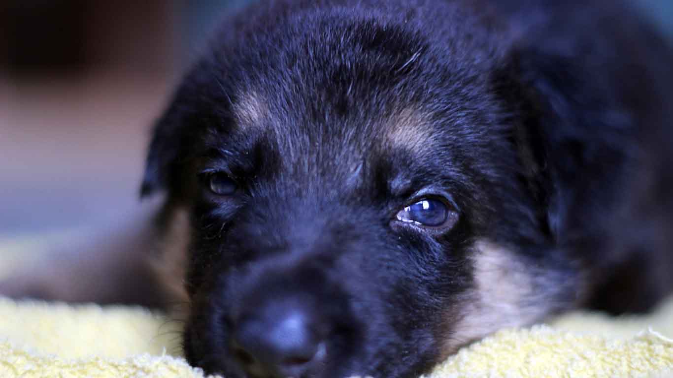young German Shepherd puppy
