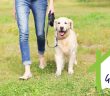 woman walking her large dog