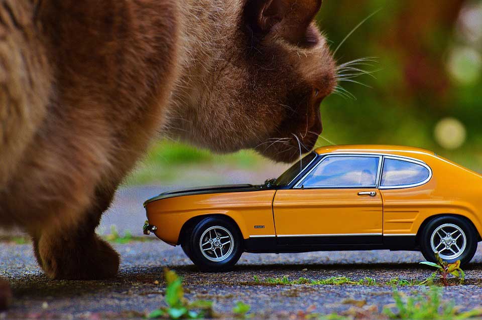 cat sniffing a miniature toy car