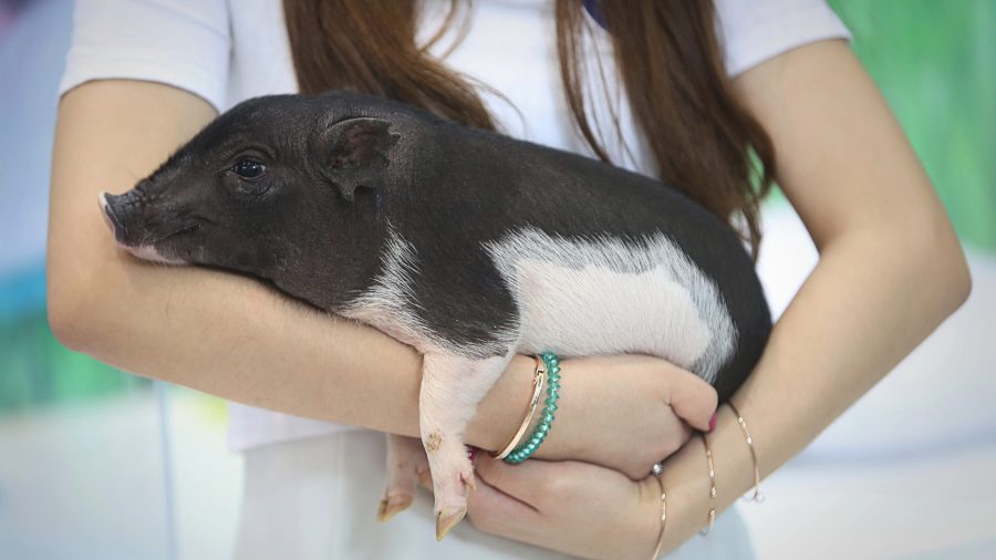 Small black and white piglet being gently held by a girl wearing a white shirt and turquoise bracelet.