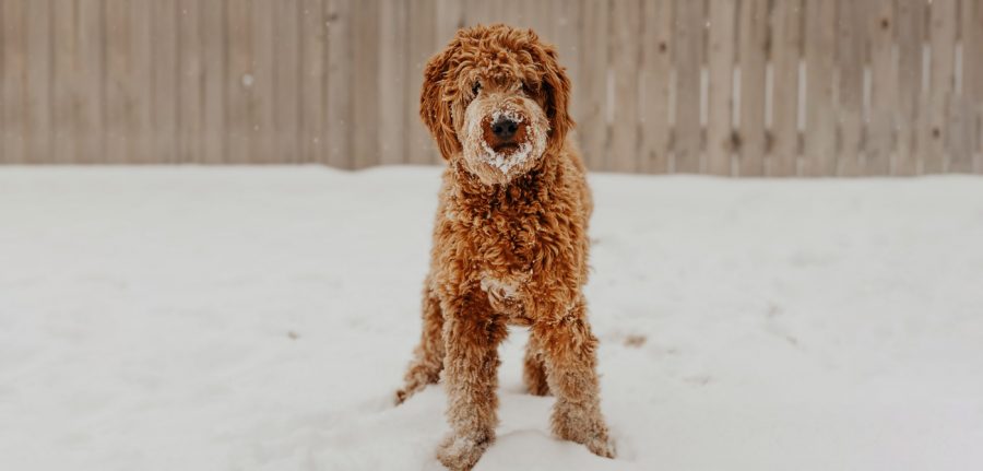 goldendoodle dog