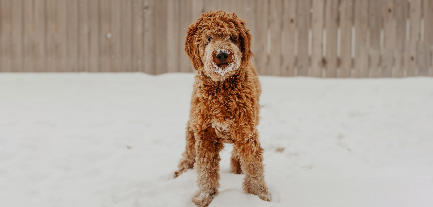 The 3 Most Popular Doodle Dogs (2020) - PetsBlogs