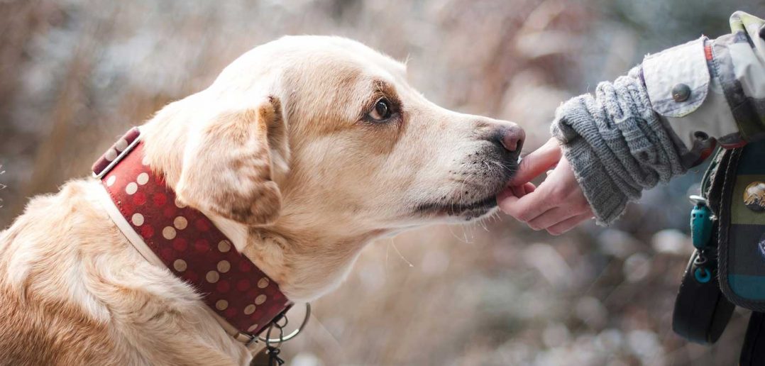 woman petting a strange dog