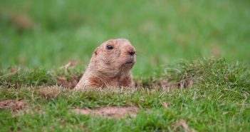 a groundhog poking his head up out of his burrow