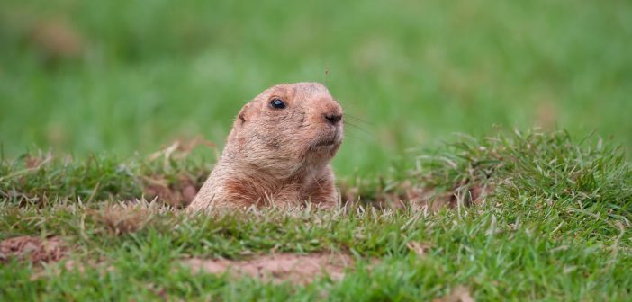 a groundhog poking his head up out of his burrow