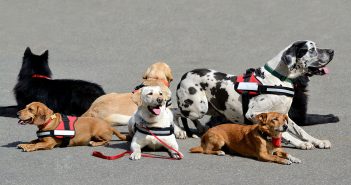group of service dogs (various breeds)