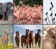 A collage of six different animal groups: a herd of elephants standing together in a grassy field, a flamboyance of flamingos wading in the water, a murder of crows perched on bare tree branches, a herd of deer in a forest clearing, a band of wild horses running across a plain, and a troop of baboons huddled together on a rocky landscape. The image visually represents collective nouns for animals.
