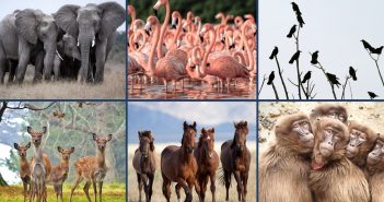 A collage of six different animal groups: a herd of elephants standing together in a grassy field, a flamboyance of flamingos wading in the water, a murder of crows perched on bare tree branches, a herd of deer in a forest clearing, a band of wild horses running across a plain, and a troop of baboons huddled together on a rocky landscape. The image visually represents collective nouns for animals.