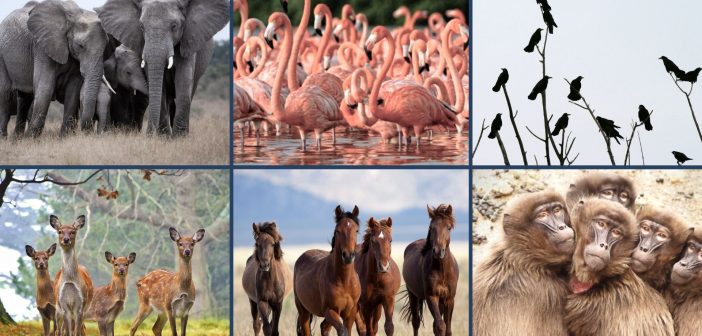 A collage of six different animal groups: a herd of elephants standing together in a grassy field, a flamboyance of flamingos wading in the water, a murder of crows perched on bare tree branches, a herd of deer in a forest clearing, a band of wild horses running across a plain, and a troop of baboons huddled together on a rocky landscape. The image visually represents collective nouns for animals.