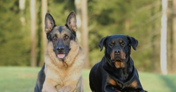 german shepherd and rottweiler guard dogs