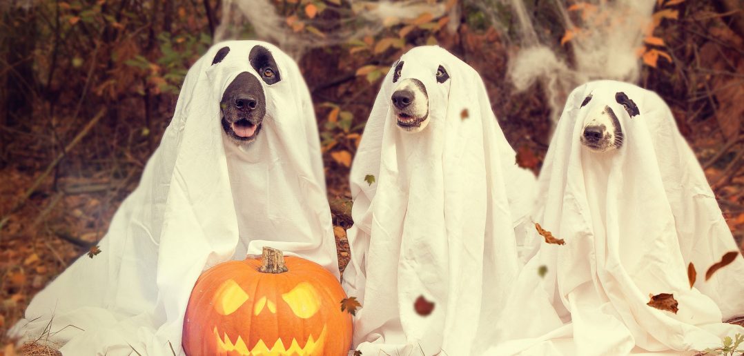 3 dogs dressed as ghosts for halloween
