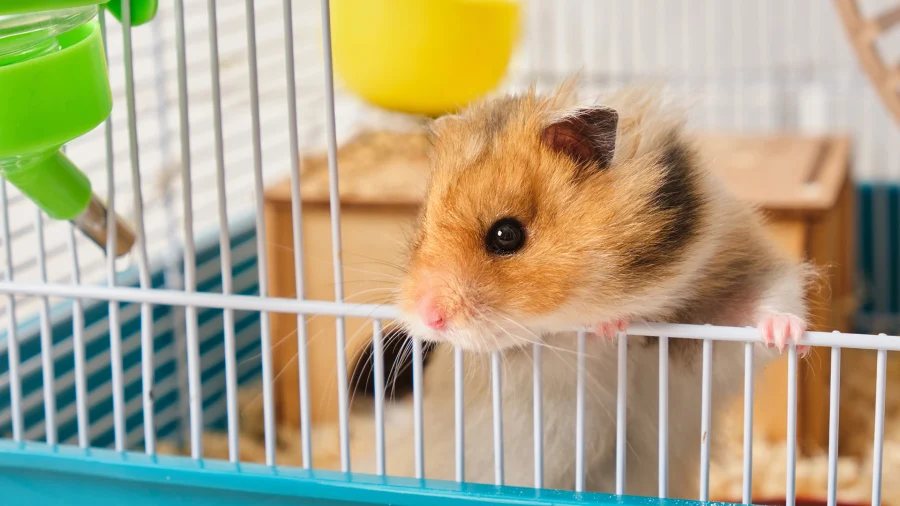 sweet little hamster looking out its cage door