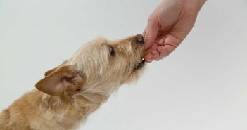 human hand feeding a terrier dog