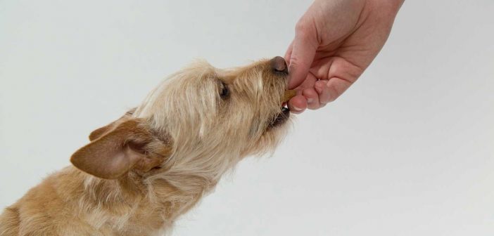 human hand feeding a terrier dog