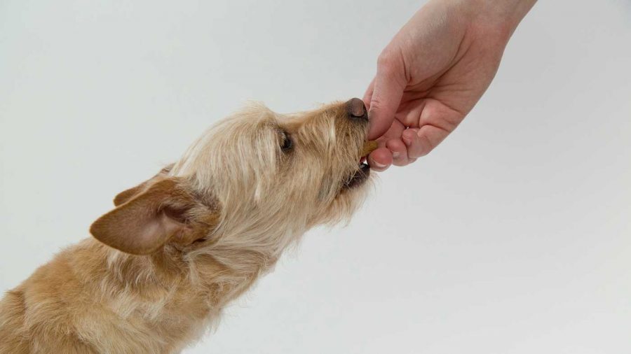 human hand feeding a terrier dog