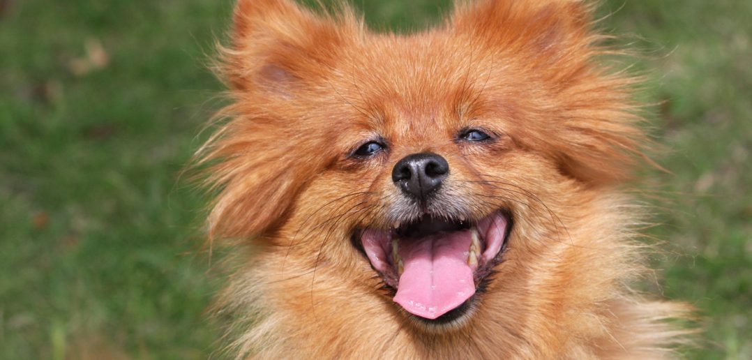 photo of a happy spitz dog outside