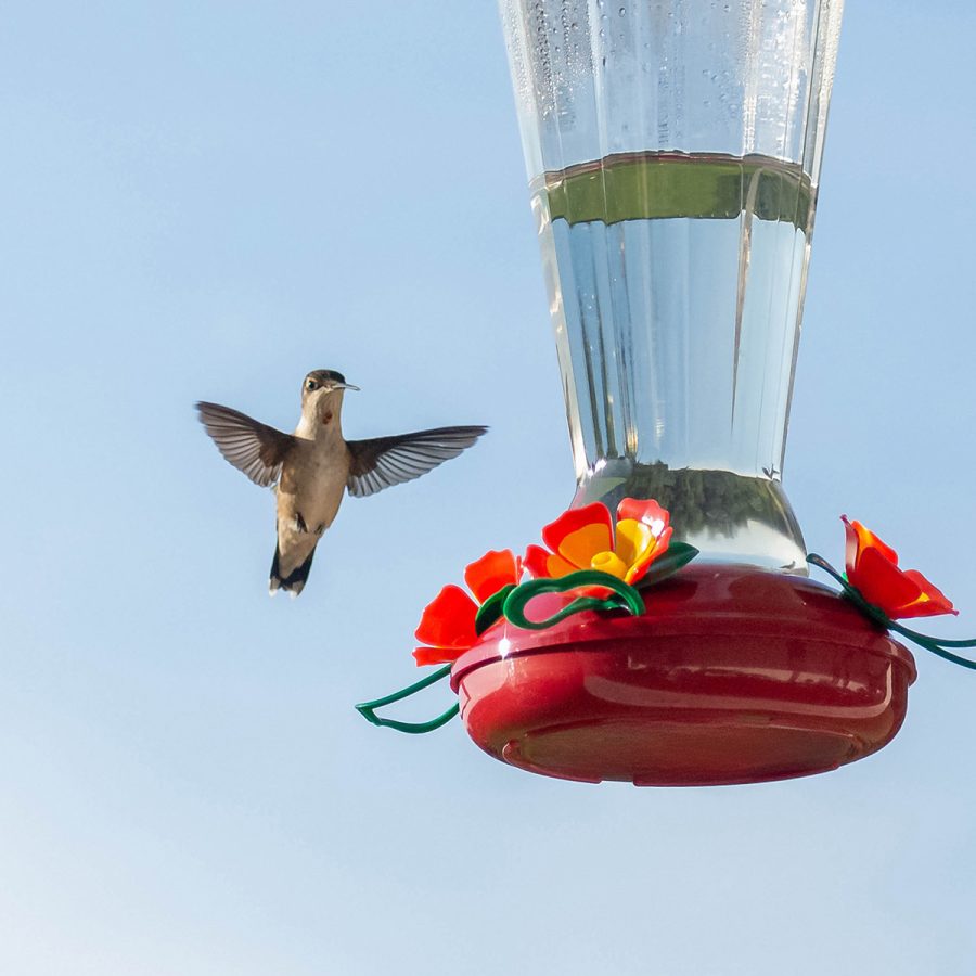 female ruby throated hummingbird in flight near a hummingbird feeder