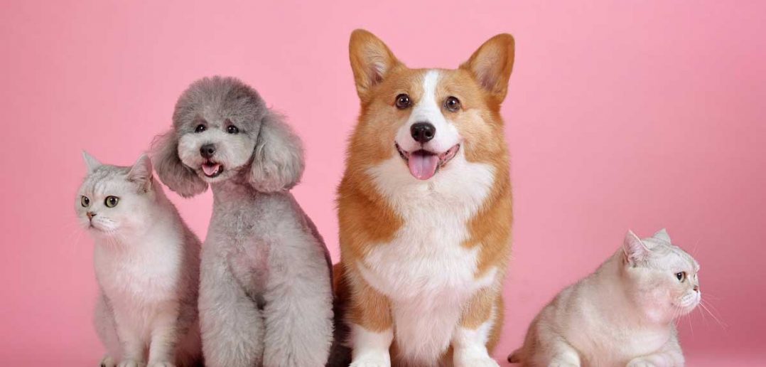 healthy dogs and cats sitting in a row