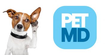 Is It Normal to Talk to Pets? dog listening to petMD logo