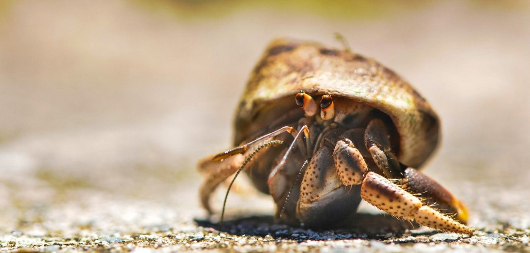 cute little hermit crab