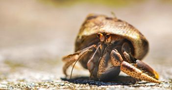 cute little hermit crab