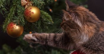 gray cat pawing an ornament on a christmas tree