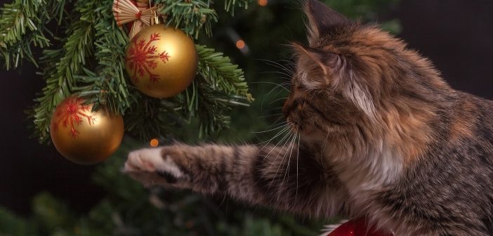 gray cat pawing an ornament on a christmas tree