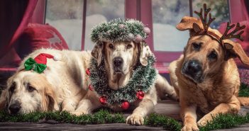 3 large dogs with holiday accessories laying in front of a winter window scene