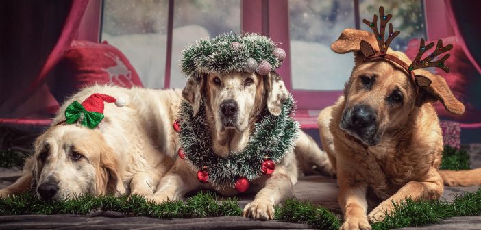 3 large dogs with holiday accessories laying in front of a winter window scene