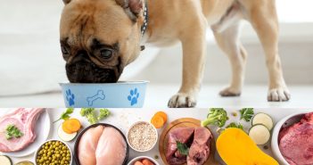 raw ingredients featured below a dog eating a home made meal out of his dog bowl