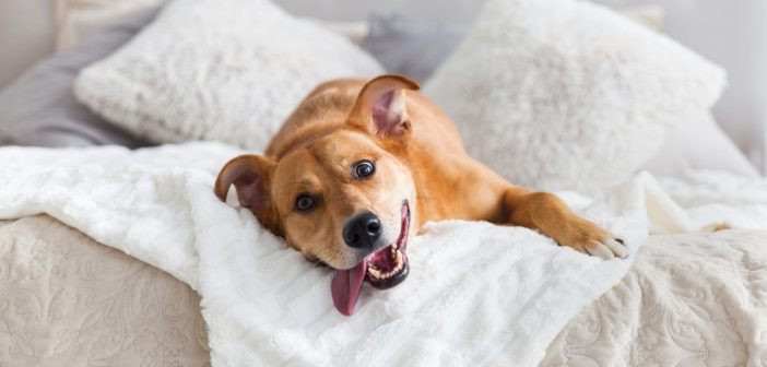 4 Surprisingly Common Household Dangers for Pets