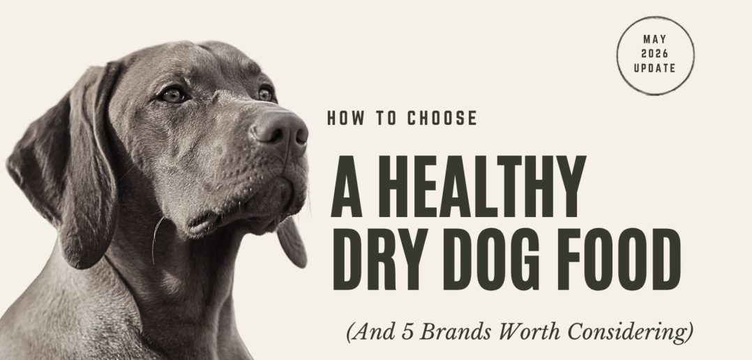 Weimaraner looking upward — how to choose a healthy dry dog food