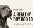 Weimaraner looking upward — how to choose a healthy dry dog food