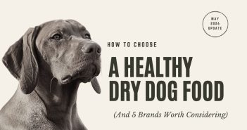 Weimaraner looking upward — how to choose a healthy dry dog food