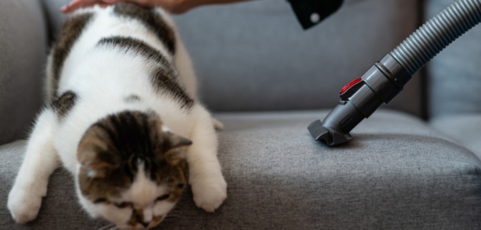 How to keep your house clean with pets