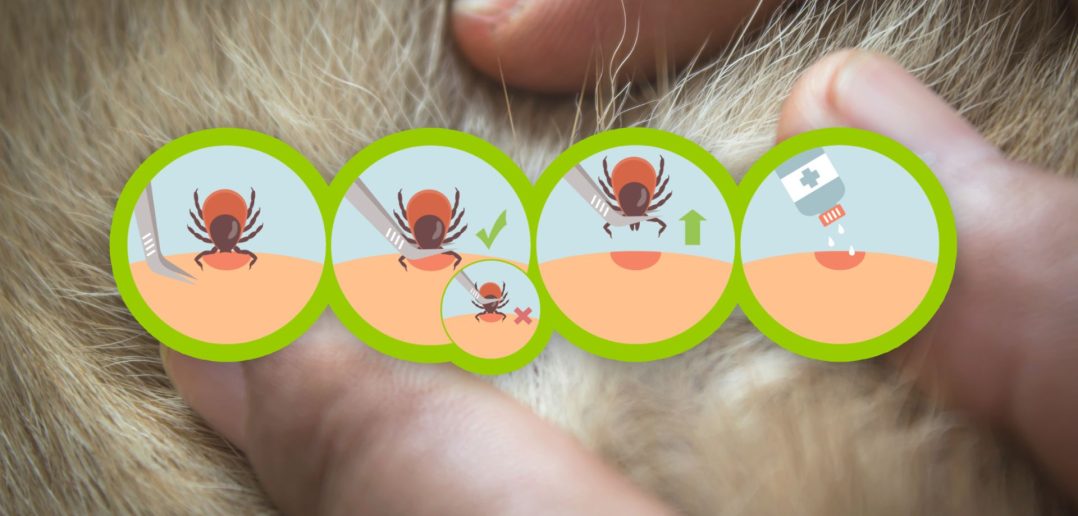 Step-by-step illustration showing how to safely remove a tick from skin using tweezers and proper aftercare.