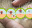 Step-by-step illustration showing how to safely remove a tick from skin using tweezers and proper aftercare.