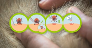 Step-by-step illustration showing how to safely remove a tick from skin using tweezers and proper aftercare.